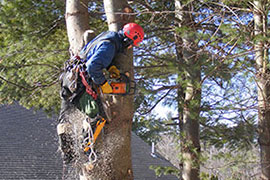 TREE AND STUMP REMOVAL